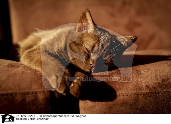 schlafende Britisch Kurzhaar / sleeping British Shorthair / MW-03237