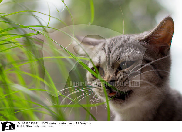 Britisch Kurzhaar frisst Gras / British Shorthair eats grass / MW-03307