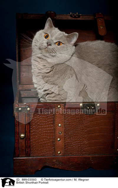 Britisch Kurzhaar Portrait / British Shorthair Portrait / MW-03593