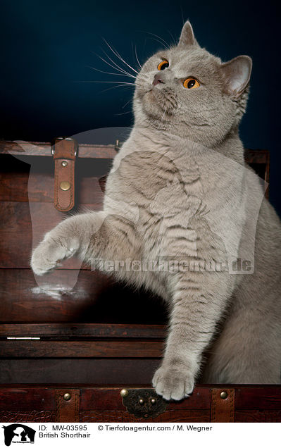 Britisch Kurzhaar / British Shorthair / MW-03595