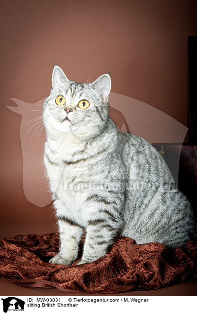 sitzende Britisch Kurzhaar / sitting British Shorthair / MW-03831