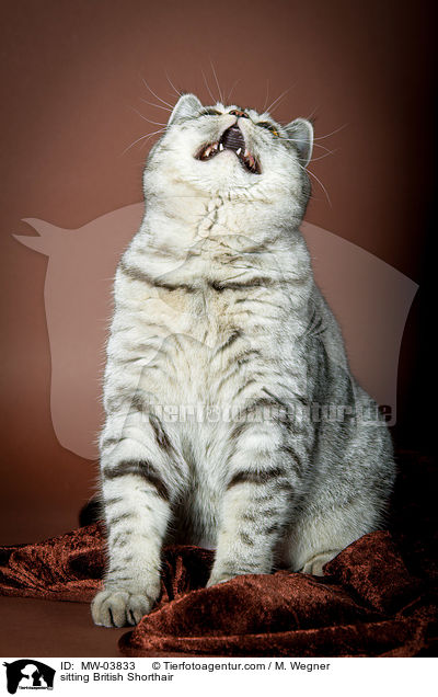 sitzende Britisch Kurzhaar / sitting British Shorthair / MW-03833