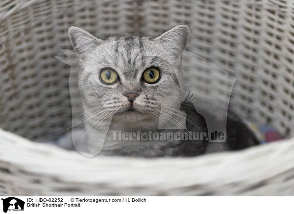 Britisch Kurzhaar Portrait / British Shorthair Portrait / HBO-02252