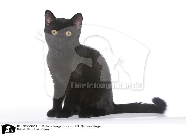 British Shorthair Kitten / SS-53614