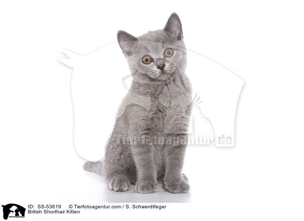 British Shorthair Kitten / SS-53619