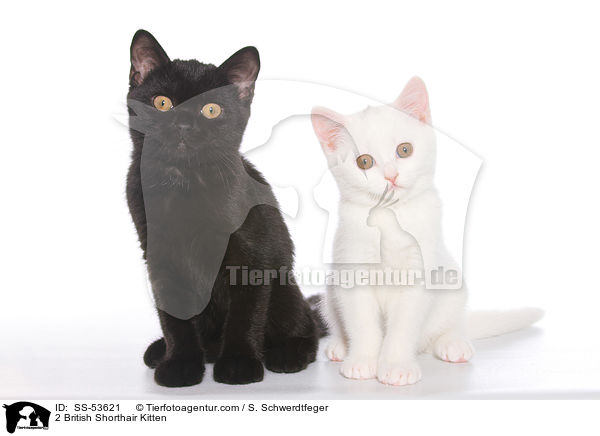 2 British Shorthair Kitten / SS-53621