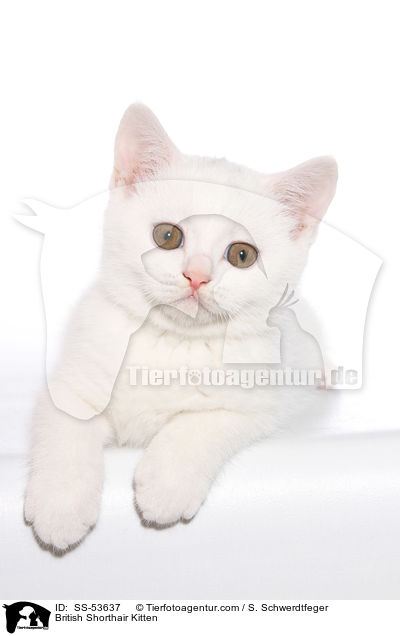 British Shorthair Kitten / SS-53637