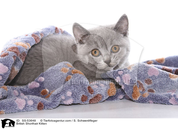 Britisch Kurzhaar Ktzchen / British Shorthair Kitten / SS-53648