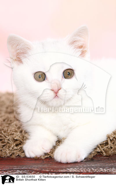 Britisch Kurzhaar Ktzchen / British Shorthair Kitten / SS-53650