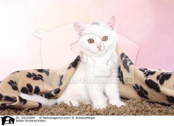 Britisch Kurzhaar Ktzchen / British Shorthair Kitten / SS-53656