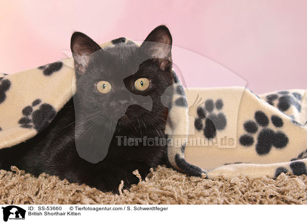 Britisch Kurzhaar Ktzchen / British Shorthair Kitten / SS-53660