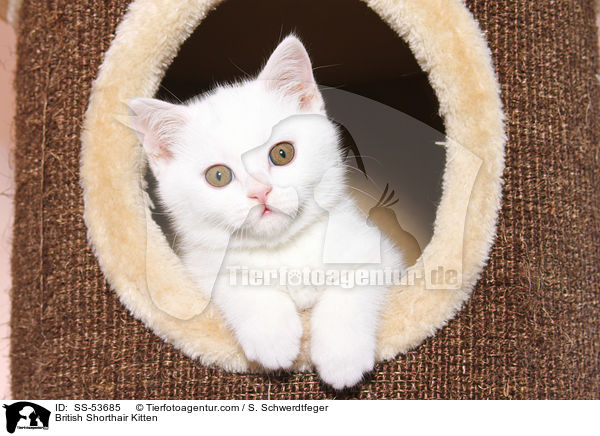 Britisch Kurzhaar Ktzchen / British Shorthair Kitten / SS-53685