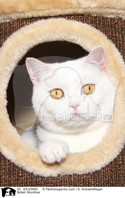 Britisch Kurzhaar / British Shorthair / SS-53690