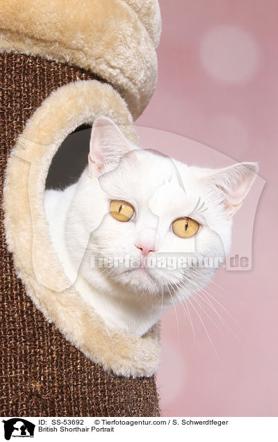 Britisch Kurzhaar Portrait / British Shorthair Portrait / SS-53692