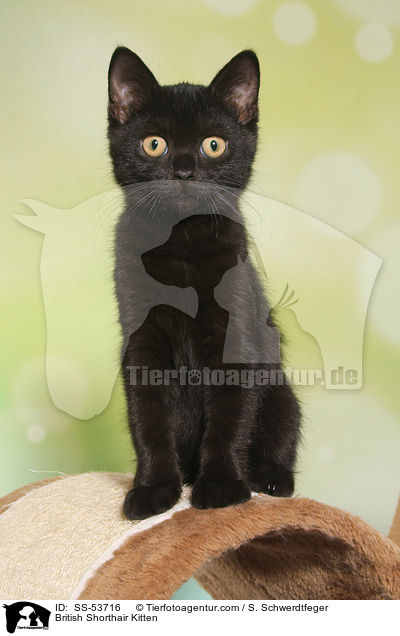 Britisch Kurzhaar Ktzchen / British Shorthair Kitten / SS-53716