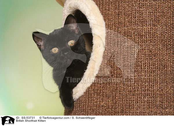 Britisch Kurzhaar Ktzchen / British Shorthair Kitten / SS-53731