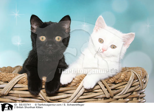 2 Britisch Kurzhaar Ktzchen / 2 British Shorthair Kitten / SS-53741