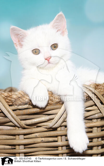 Britisch Kurzhaar Ktzchen / British Shorthair Kitten / SS-53745