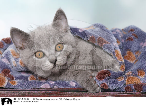 Britisch Kurzhaar Ktzchen / British Shorthair Kitten / SS-53747