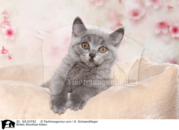 British Shorthair Kitten / SS-53792