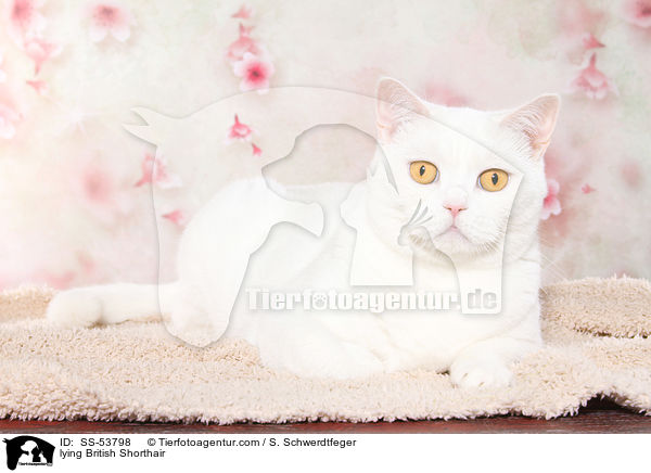 liegender Britisch Kurzhaar / lying British Shorthair / SS-53798