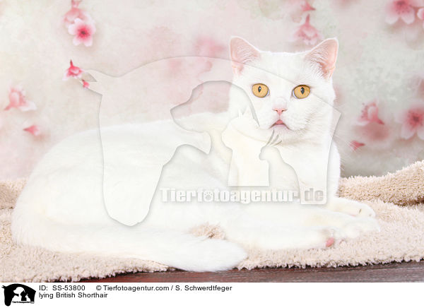 liegender Britisch Kurzhaar / lying British Shorthair / SS-53800