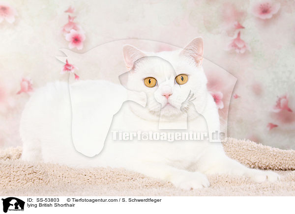 liegender Britisch Kurzhaar / lying British Shorthair / SS-53803