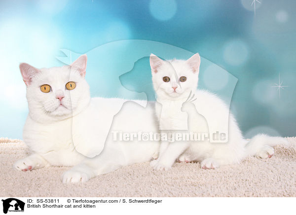 Britisch Kurzhaar Katze und Ktzchen / British Shorthair cat and kitten / SS-53811