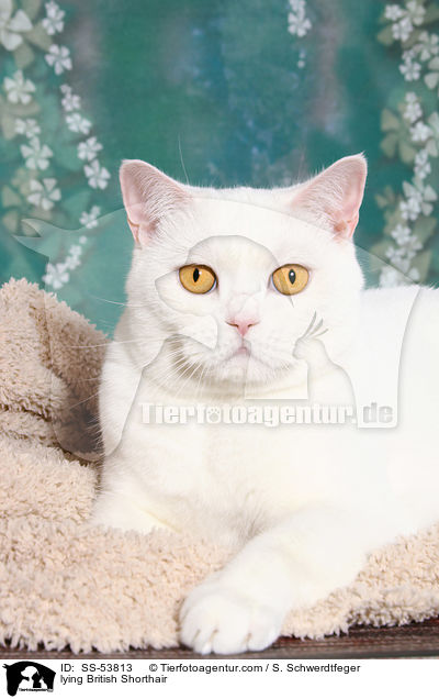 liegender Britisch Kurzhaar / lying British Shorthair / SS-53813