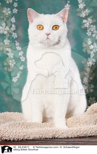 sitzende Britisch Kurzhaar / sitting British Shorthair / SS-53817