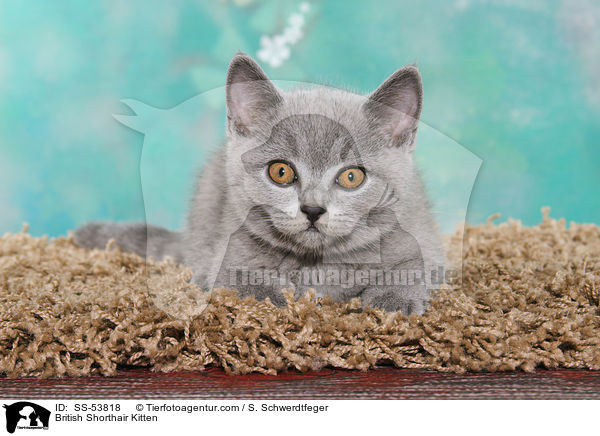 British Shorthair Kitten / SS-53818