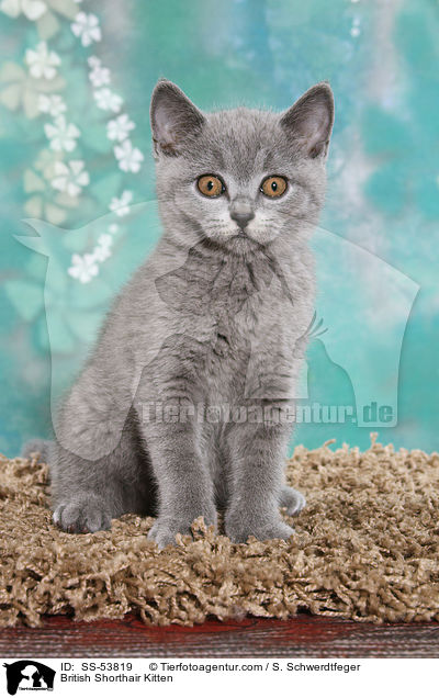 Britisch Kurzhaar Ktzchen / British Shorthair Kitten / SS-53819