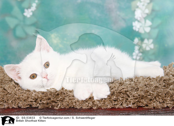 Britisch Kurzhaar Ktzchen / British Shorthair Kitten / SS-53833