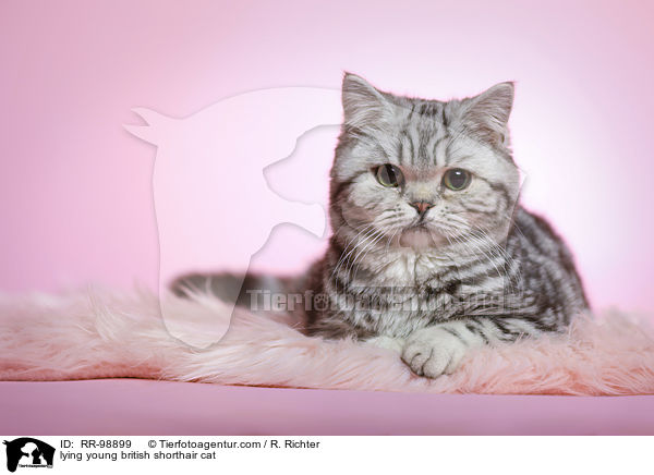 liegende junge Britisch Kurzhaar Katze / lying young british shorthair cat / RR-98899