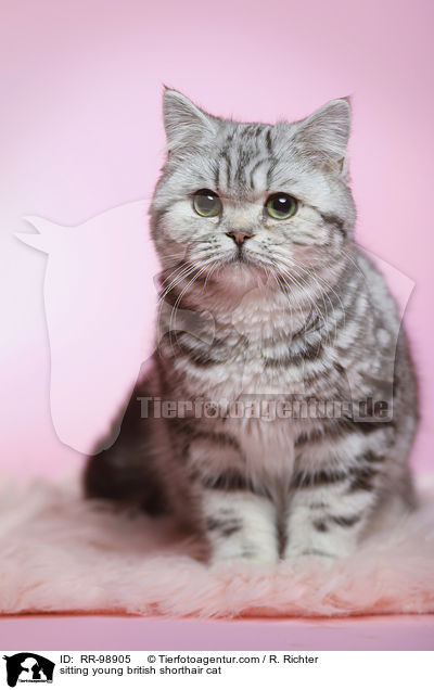 sitzende junge Britisch Kurzhaar Katze / sitting young british shorthair cat / RR-98905