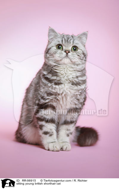 sitzende junge Britisch Kurzhaar Katze / sitting young british shorthair cat / RR-98915