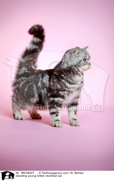 stehende junge Britisch Kurzhaar Katze / standing young british shorthair cat / RR-98927