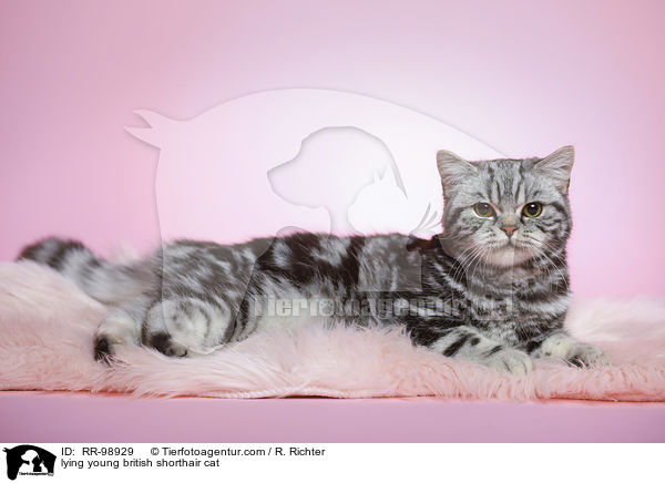 liegende junge Britisch Kurzhaar Katze / lying young british shorthair cat / RR-98929