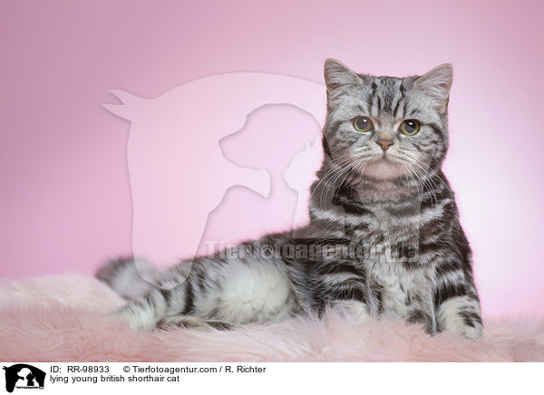 liegende junge Britisch Kurzhaar Katze / lying young british shorthair cat / RR-98933