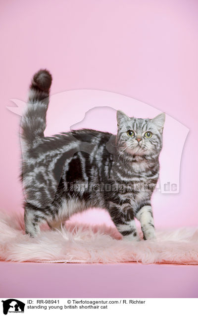 stehende junge Britisch Kurzhaar Katze / standing young british shorthair cat / RR-98941