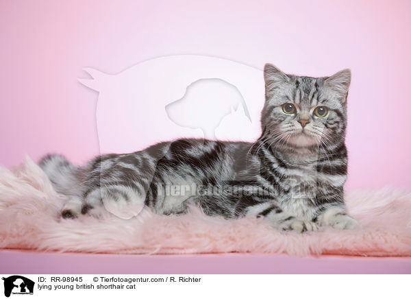 liegende junge Britisch Kurzhaar Katze / lying young british shorthair cat / RR-98945