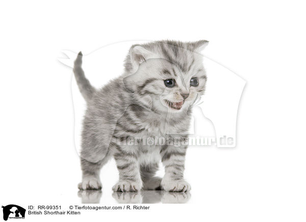 Britisch Kurzhaar Ktzchen / British Shorthair Kitten / RR-99351