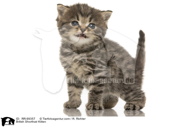 Britisch Kurzhaar Ktzchen / British Shorthair Kitten / RR-99357