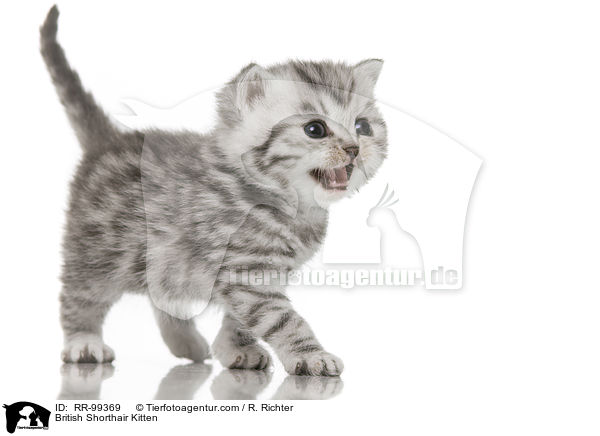 British Shorthair Kitten / RR-99369