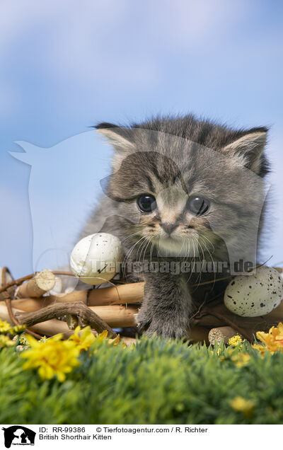 Britisch Kurzhaar Ktzchen / British Shorthair Kitten / RR-99386