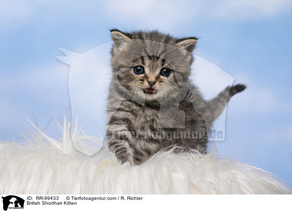 Britisch Kurzhaar Ktzchen / British Shorthair Kitten / RR-99433