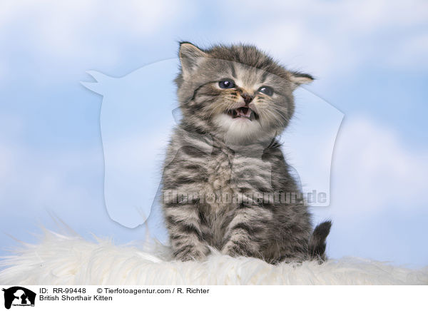 Britisch Kurzhaar Ktzchen / British Shorthair Kitten / RR-99448