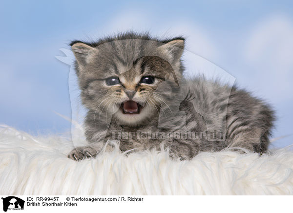 Britisch Kurzhaar Ktzchen / British Shorthair Kitten / RR-99457