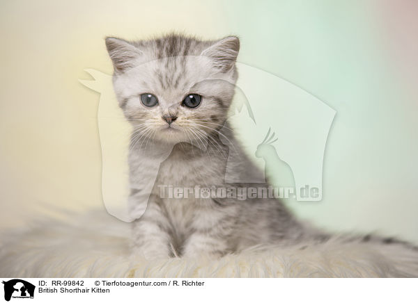 Britisch Kurzhaar Ktzchen / British Shorthair Kitten / RR-99842