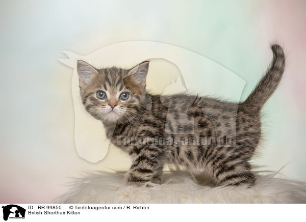 Britisch Kurzhaar Ktzchen / British Shorthair Kitten / RR-99850